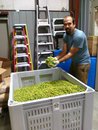 shorts kind ale hops