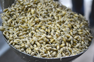 malting company chile