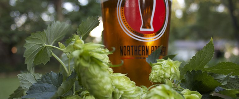 beer and hops 768