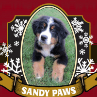 Heater Allen Sandy Paws Baltic Porter