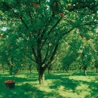 c and c group apple orchard photo
