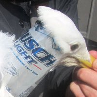 busch light can