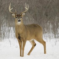 whitetail buck