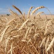 wheat photo
