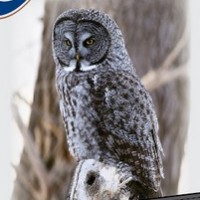 Capital Lost Owl Lager