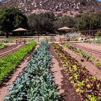 StoneFarms_Field-WEB crop