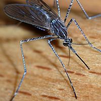 mosquito