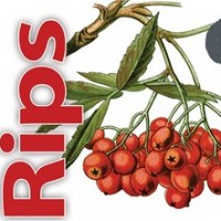 HaandBryggeriet Rips Sour Ale