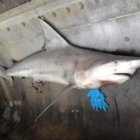 shark sea dog brewpub