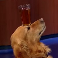 crown the dog