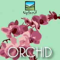 Upland Orchid label BeerPulse