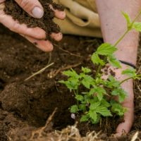 Jester King plants hop farm