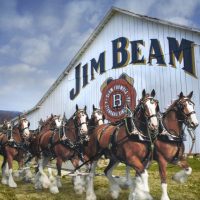Budweiser Clydesdales and Jim Beam BeerPulse